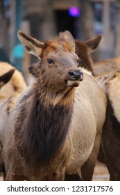 Estes Park, Colorado / USA November 19, 2018 Closeup Of A Cow Elk In Downtown City Of Estes Park