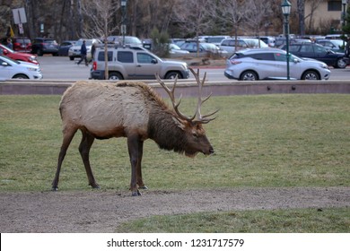 Estes Park, Colorado / USA November 10, 2018 Bull Elk In The Middle Of Downtown Park With Cars In The Background