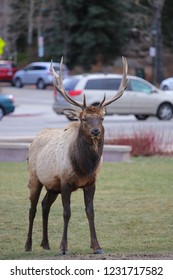 Estes Park, Colorado / USA November 10, 2018 Bull Elk In The Middle Of Downtown Park With Cars In The Background