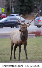 Estes Park, Colorado / USA November 10, 2018 Bull Elk In The Middle Of Downtown Park With Cars In The Background