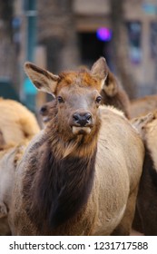 Estes Park, Colorado / USA November 19, 2018 Closeup Of A Cow Elk In Downtown City Of Estes Park