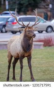 Estes Park, Colorado / USA November 10, 2018 Bull Elk In The Middle Of Downtown Park With Cars In The Background