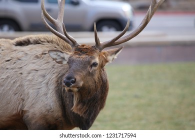 Estes Park, Colorado / USA November 10, 2018 Bull Elk In The Middle Of Downtown Park With Cars In The Background