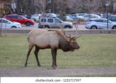 Estes Park, Colorado / USA November 10, 2018 Bull Elk In The Middle Of Downtown Park With Cars In The Background