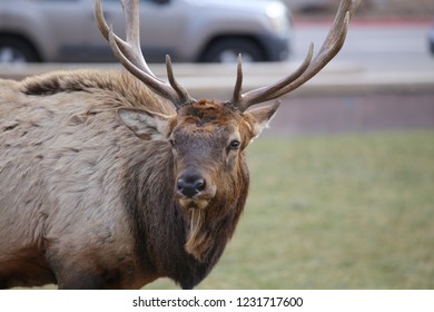 Estes Park, Colorado / USA November 10, 2018 Bull Elk In The Middle Of Downtown Park With Cars In The Background