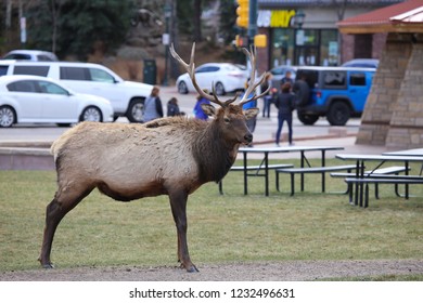 Estes Park, Colorado / USA November 10, 2018 Large Bull Elk In A Park In Downtown Estes Park In Autumn In Front Of A Subway Restaurant With Tourists In The Background