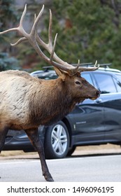 Estes Park, Colorado / USA November 15, 2018 Bull Elk Walking In Front Of Automobile Traffic In Road