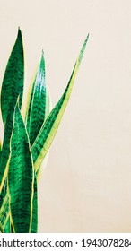 Esthetic Background With Sansevieria Laurentii Leaves