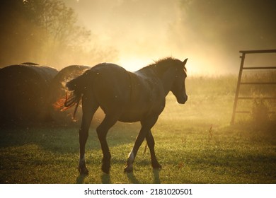 Estonian Horse And Golden Hour