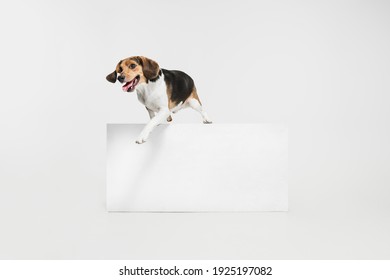 Estonian Hound dog running isolated over white background. Copyspace for ad.