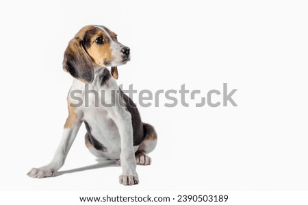 Estonian Hound puppy sits on a white background and looks to the right