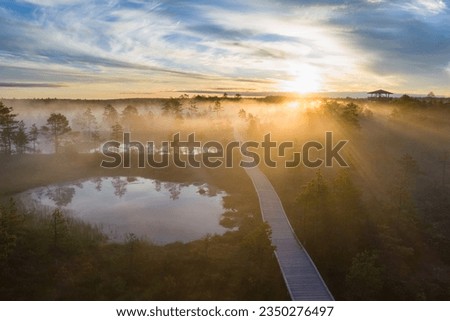 Estonian swamp Viru, at sunrise in summer. Walking with a dog in nature early in the morning. High quality photo