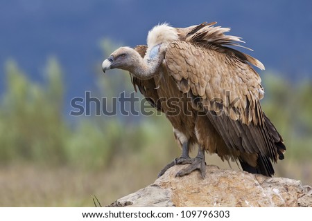 Estremadura, Griffon vulture in a detailed portrait, standing on a rock overseeing his territory