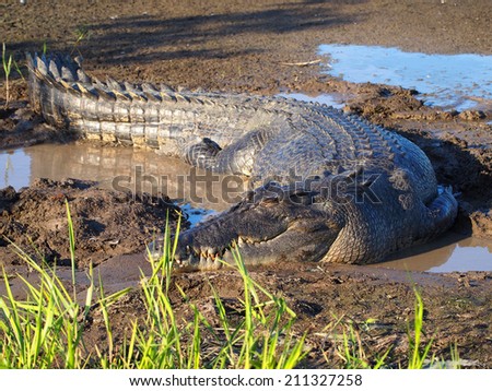 Estuarine saltwater Crocodile, Crocodylus porosus