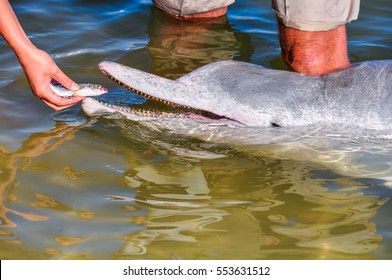 Estuary Dolphin Feeding In Tin Can Bay, Queensland, Australia