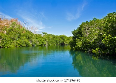 Estuary in the mangroves.