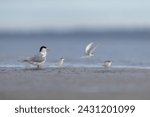 An estuary scene with a Crested Tern (Thalasseus bengalensis) and Smaller Fairy Terns flying and landing nearby.
