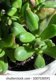 ET Finger - Jade Plant