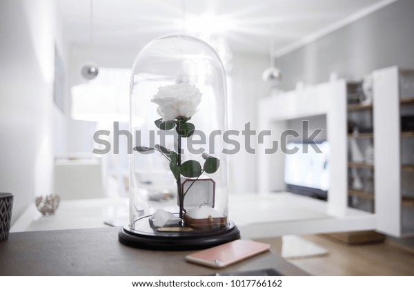 Eternal Rose Glass Dome Stay Modern Stock Photo Edit Now