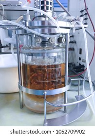 Ethanol Fermentation Using Yeast In Laboratory Fermentor Or Fermenter