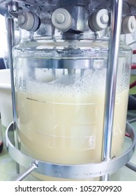 Ethanol Fermentation Using Yeast In Laboratory Fermentor Or Fermenter