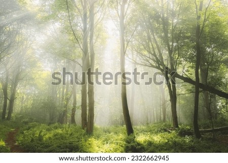 Ethereal, atmospheric forest scenery with moody woodland fog and mist on a summer morning in Aberdour, Fife, Scotland, UK.