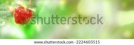 Ethereal beautiful soft summer banner with berry and flowers, green yellow background with sun flare. Exquisite graceful awe airy  nature. Copy space Foto stock © 