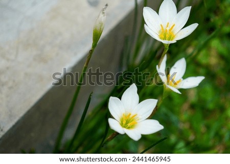 The ethereal beauty of (Zephyr Flower, Fairy Lily) white flowers with vibrant yellow centers, nestled among lush green foliage, set against the rustic charm of a stone structure.