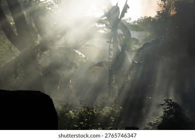 Ethereal crepuscular sun rays dramatically cut through a dense, smoky or misty jungle canopy, illuminating the tropical foliage. Tall trees and lush plants are silhouetted against the bright backlight, creating a mysterious and atmospheric natural scene with shafts of light piercing the haze.
