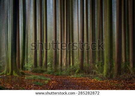 Ethereal Forest