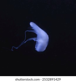 Ethereal jellyfish illuminated against a deep black background, its tentacles gracefully trailing, evoking a sense of serene underwater elegance. - Powered by Shutterstock