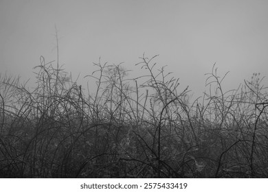 Ethereal landscape capturing bare branches silhouetted in foggy setting to highlight tranquility.