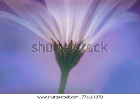 Similar – Image, Stock Photo Into The Sun. Daisy Meadow