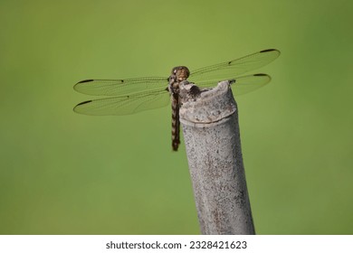 Ethereal Stillness Rest of the Dragonfly. In the realm of tranquility, amidst shimmering waters and sun-kissed meadows, the dragonfly embodies a profound sense of stillness. 