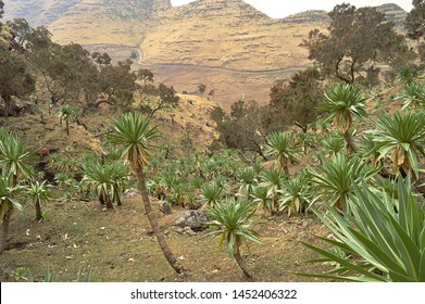 Ethiopia. The Road Leading To Mount RAS Dashen.