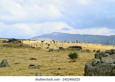 Ethiopia. The Road Leading To Mount RAS Dashen.