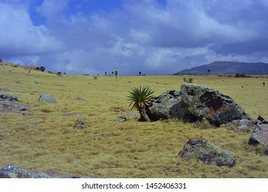 Ethiopia. The Road Leading To Mount RAS Dashen.