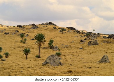 Ethiopia. The Road Leading To Mount RAS Dashen.