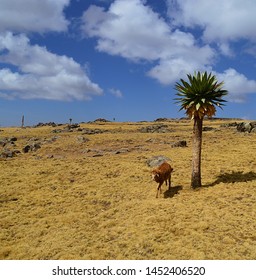 Ethiopia. The Road Leading To Mount RAS Dashen.