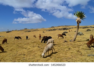 Ethiopia. The Road Leading To Mount RAS Dashen.