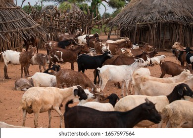 Ethiopian Ethnic Village Home With Herd Of Goat