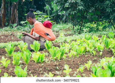 Ethiopian Farmer Picking Lettuce In A Orchard In Ethiopia