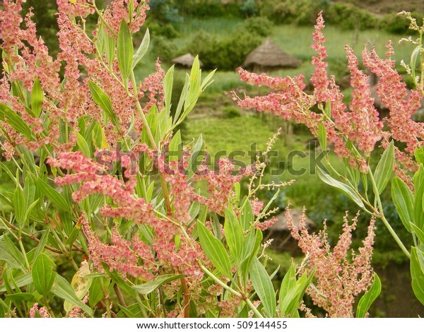 Download 67+ Gambar Flora Ethiopian  Gratis