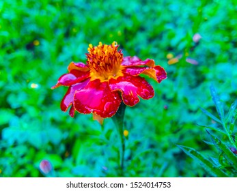 Ethiopian Flower Images Stock Photos Vectors Shutterstock