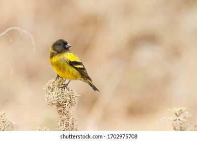 695 Ethiopian bird Images, Stock Photos & Vectors | Shutterstock