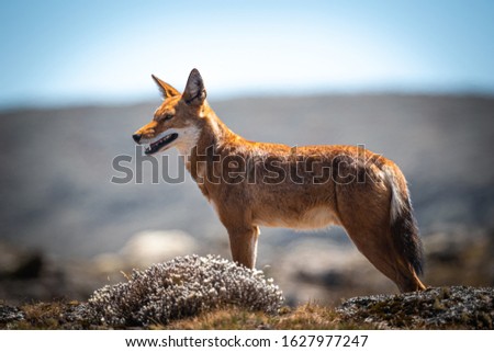Ethiopian Wolf (Canis simensis) also known as Simien Jackal or Simien Fox or Red Jackal or Abyssinian wolf in Sanetti Plateau, Ethiopia Stock photo © 