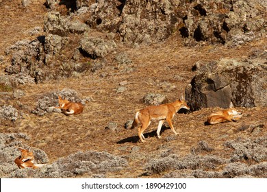 Ethiopian Wolves In The Bale Mountains National Park In Ethiopia