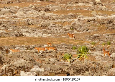 Ethiopian Wolves In The Bale Mountains National Park In Ethiopia