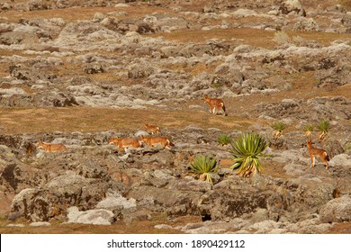 Ethiopian Wolves In The Bale Mountains National Park In Ethiopia