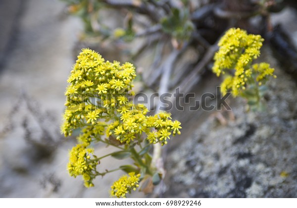 Ethiopian Yellow Flower Blossom Stock Photo Edit Now